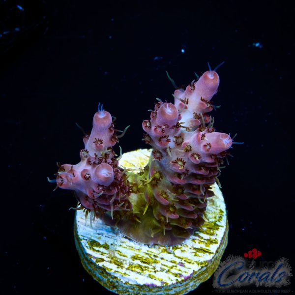 EC Sea of Flames Acro NEW
