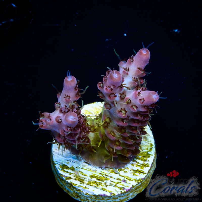 EC Sea of Flames Acro NEW
