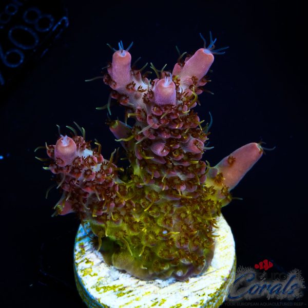 EC Sea of Flames Acro NEW