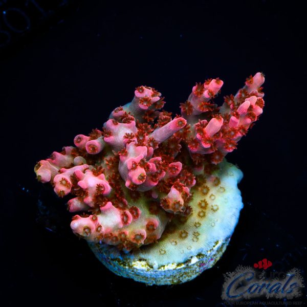 EC Four Loko Acro NEW