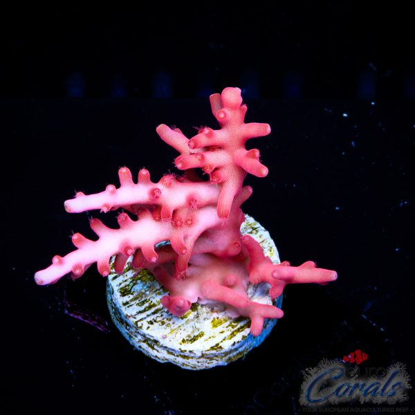EC Little Red Ferrari Acro