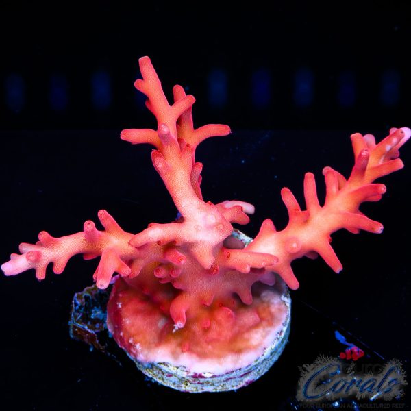 EC Little Red Ferrari Acro