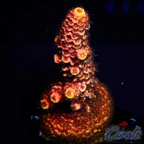 EC On Fire Spathulata Acro