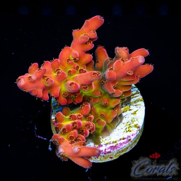 EC Flamethrower Acro NEW