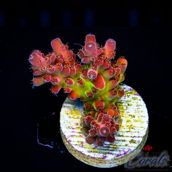 EC Flamethrower Acro NEW