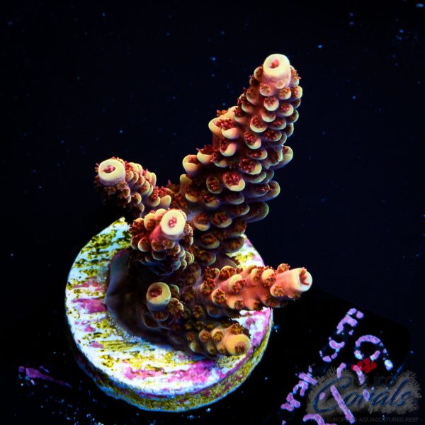 EC Akil’s Terra Red Acro NEW