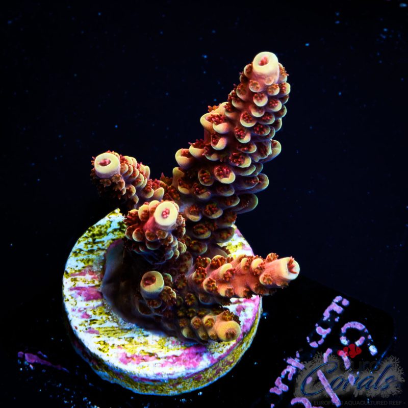 EC Akil’s Terra Red Acro NEW