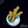 EC Sea Of Flames Acro NEW