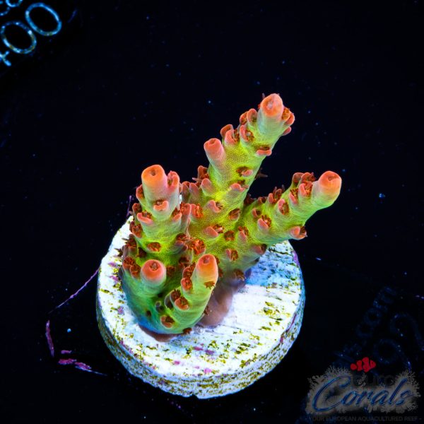 EC Sea Of Flames Acro NEW