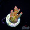EC Sea Of Flames Acro NEW