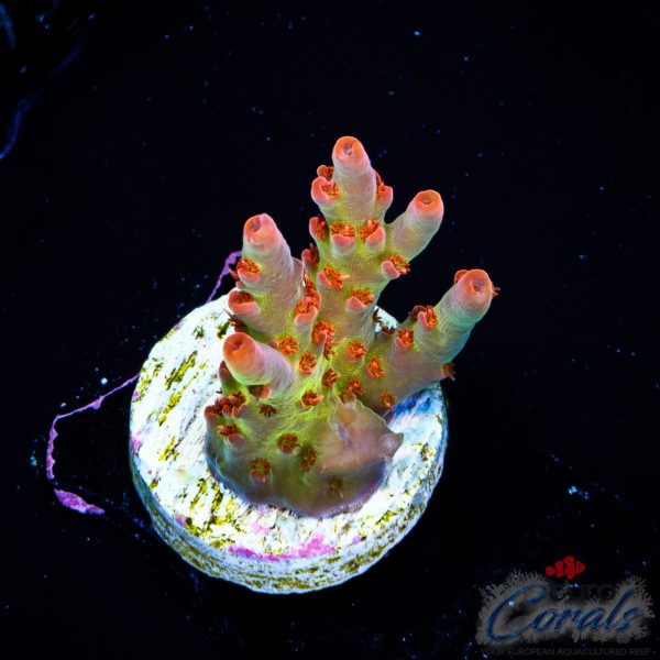 EC Sea Of Flames Acro NEW