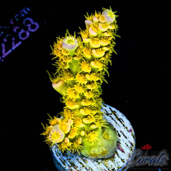 EC Akil`s WaltDisney Acro