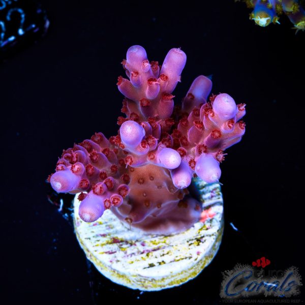 EC Lolly Fruit Acro