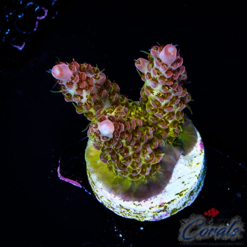 EC Tequila Sunrise Acro