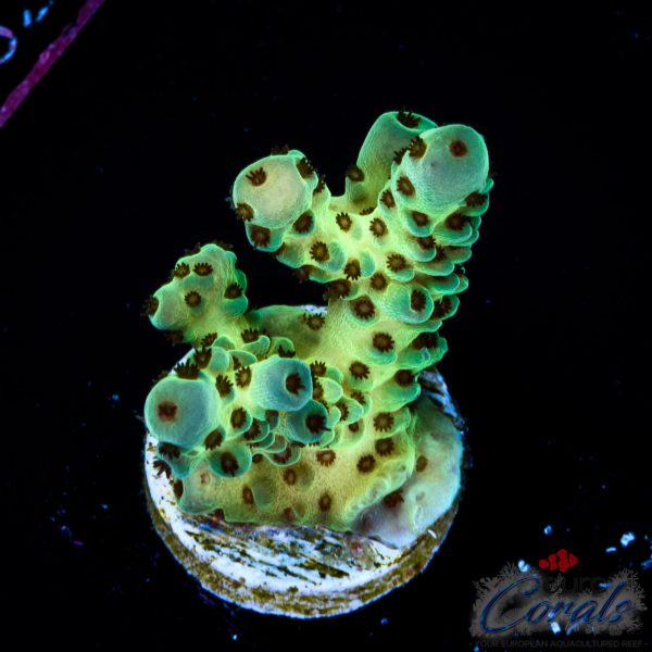 EC Cookie Monster Sarmentosa