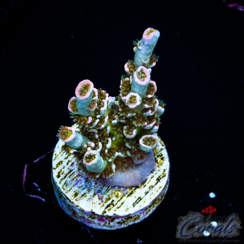 EC Trollsicle Tenuis NEW