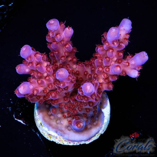 EC Lolly Fruit Acro