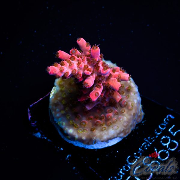 EC Red Angry Bird Acro NEW