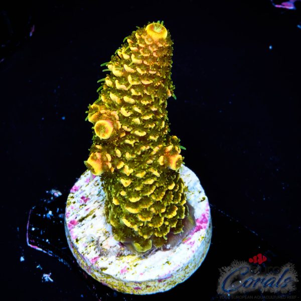 EC Golden Mammoth Red Tips Spathulata NEW