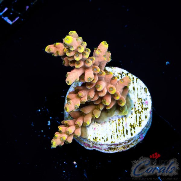 EC Akil’s CandyLand Acro NEW