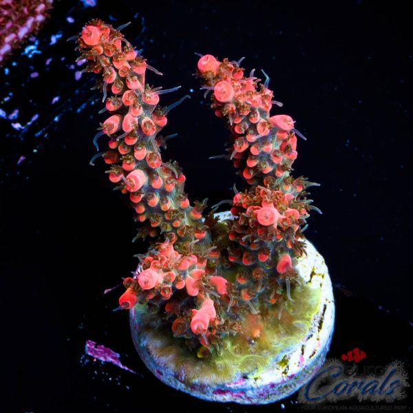 EC Original Vivid Confetti Acro