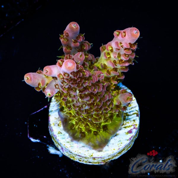 EC Tequila Sunrise Acro