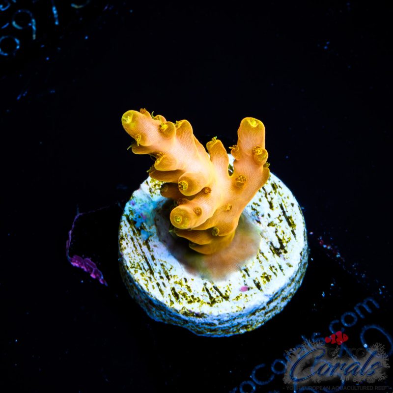 EC Akil’s Golden Jawdropper Acro