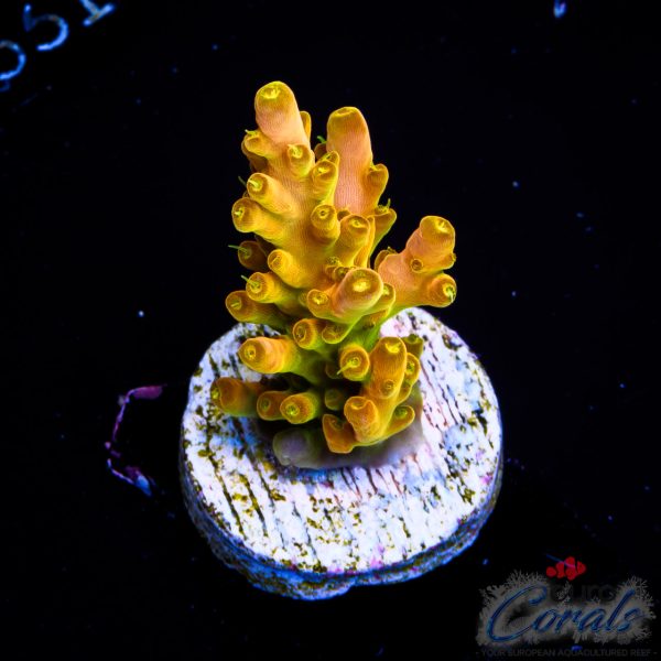 EC Akil’s Golden Jawdropper Acro