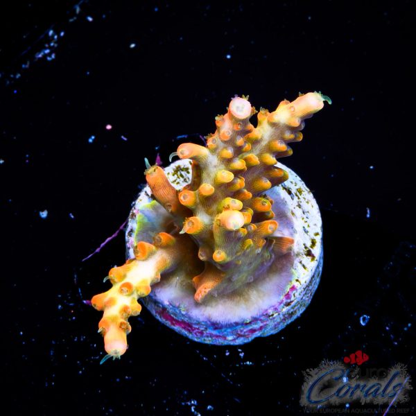 EC Super Orange Tangerine Dream Acro LIMITED