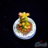 EC Super Orange Tangerine Dream Acro LIMITED