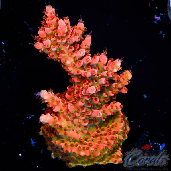 EC Funfetti Table Acro NEW