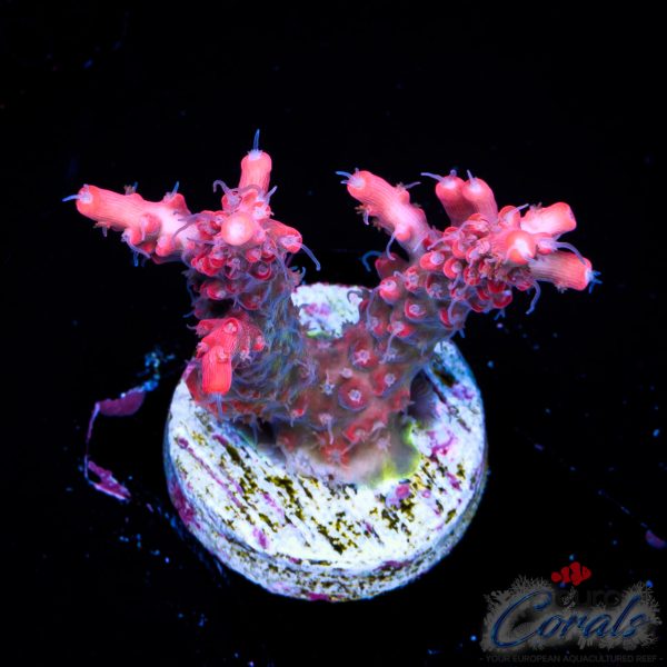 EC Hippie Juice Acro