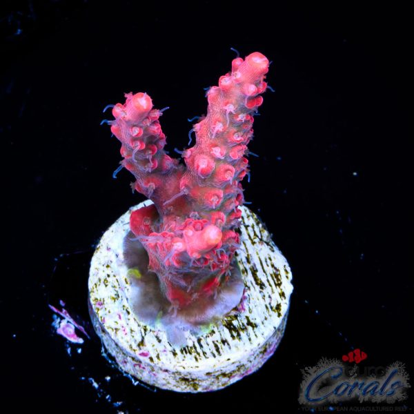 EC Hippie Juice Acro