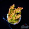 EC Strauberry Acro EX