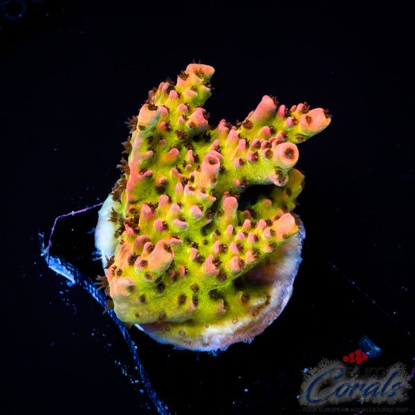 EC Strauberry Acro EX
