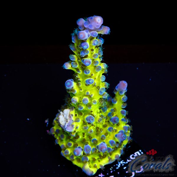 EC Electric Miyagi Tort Acro