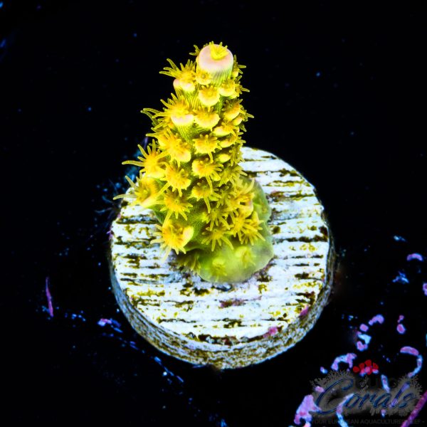 EC Akil`s WaltDisney Acro S