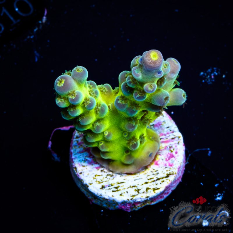 EC Shocktart Acro