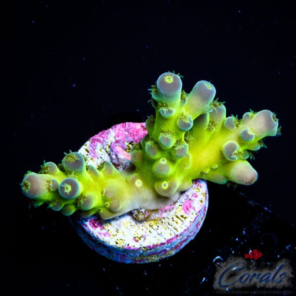 EC Shocktart Acro
