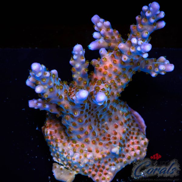 EC Merlins Staff Rainbow Acro
