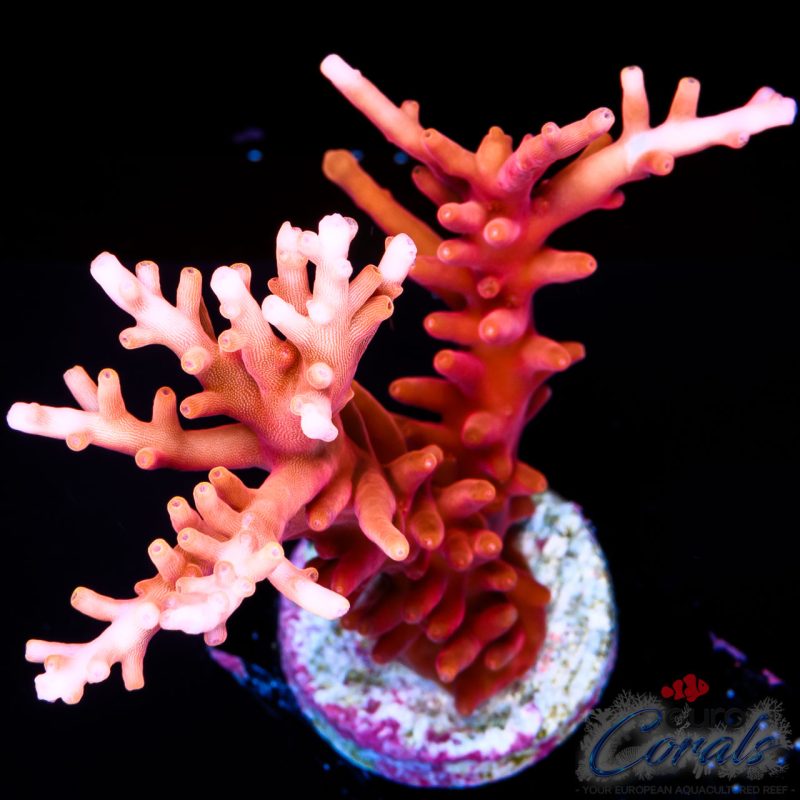 EC Golden Dragon Acro NEW