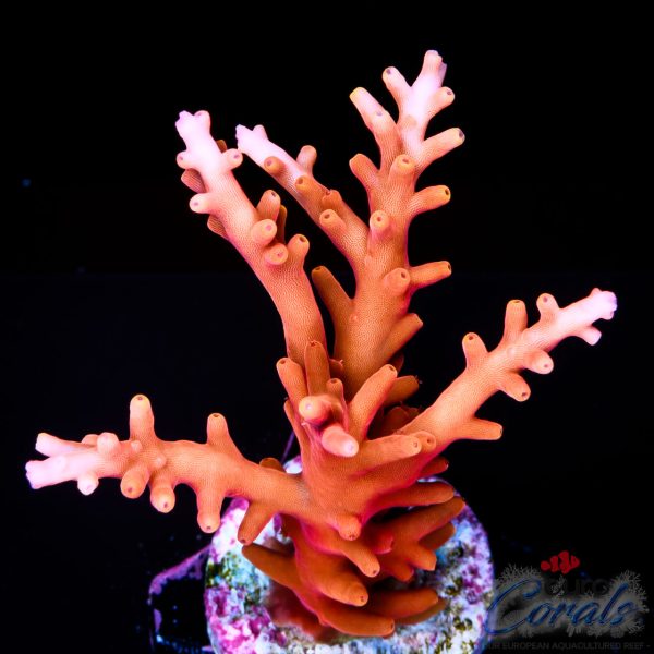 EC Golden Dragon Acro NEW