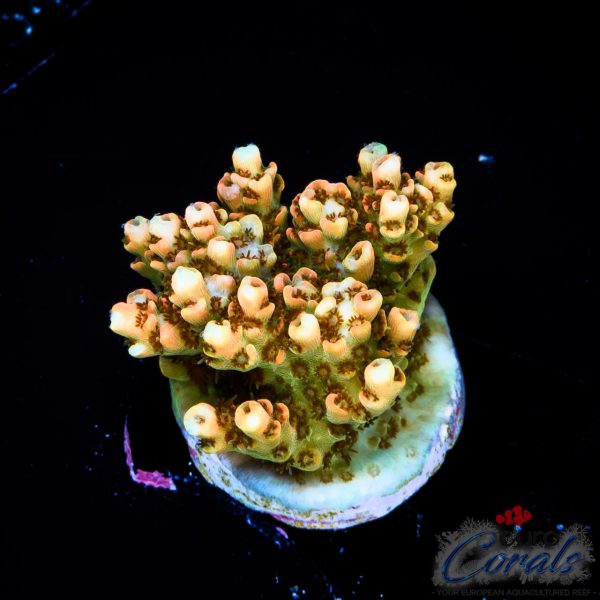 EC Pineapple Table Acro