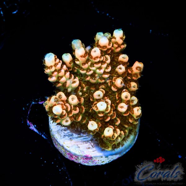EC Pineapple Table Acro