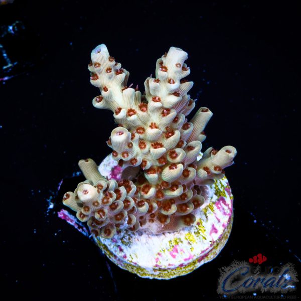 EC Red Devil Nasuta Acro
