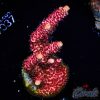 EC Red Torch Acro NEW