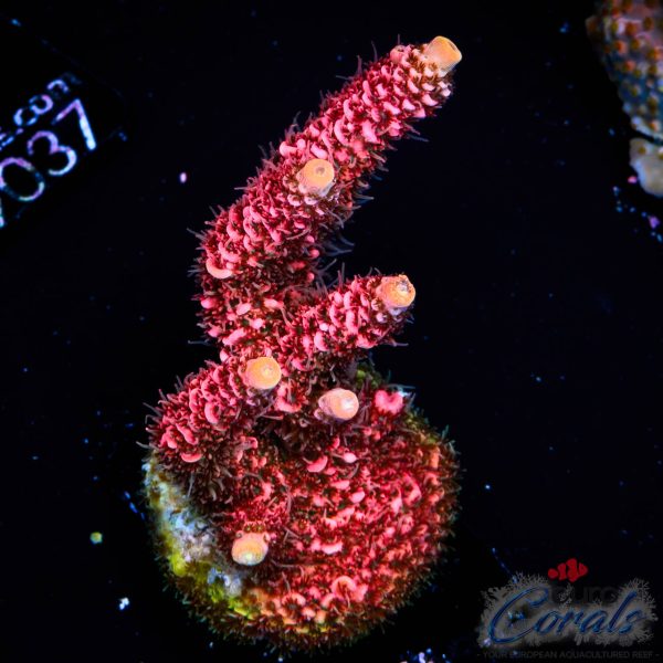 EC Red Torch Acro NEW