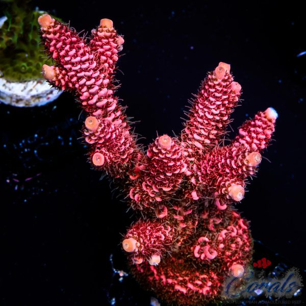 EC Red Torch Acro NEW