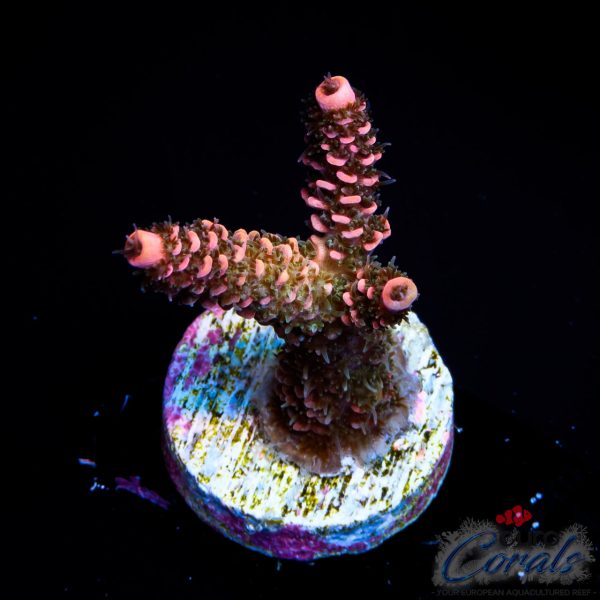 EC Zazzy Frill Rainbow LP Mille