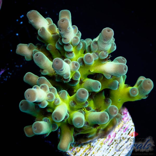 EC Panda Acro